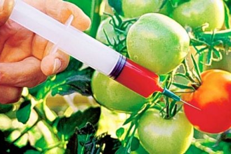 Magyarország vezetheti be elsőként az új uniós GMO-szabályokat
