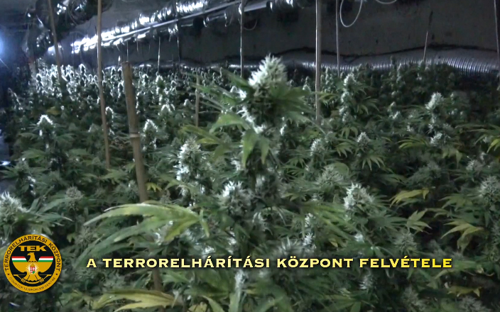 Kannabiszültetvény az álcázott gombapincészetben - VIDEÓ